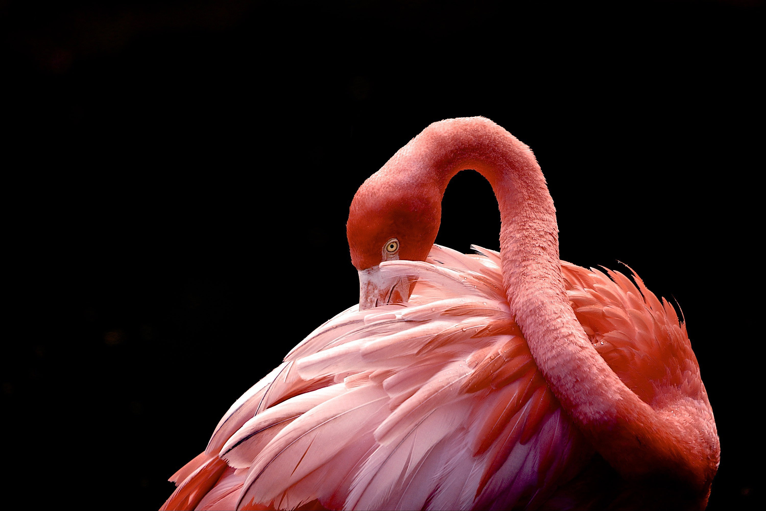 2019 Pantone Living Coral Flamingo