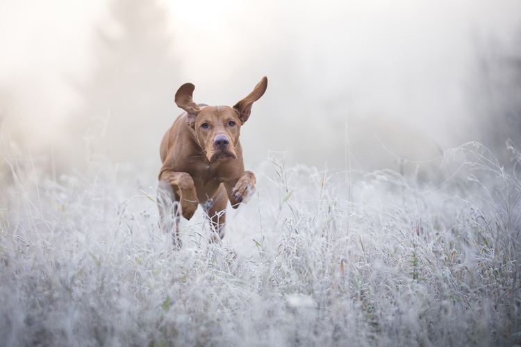 how do i keep my dog entertained in the winter