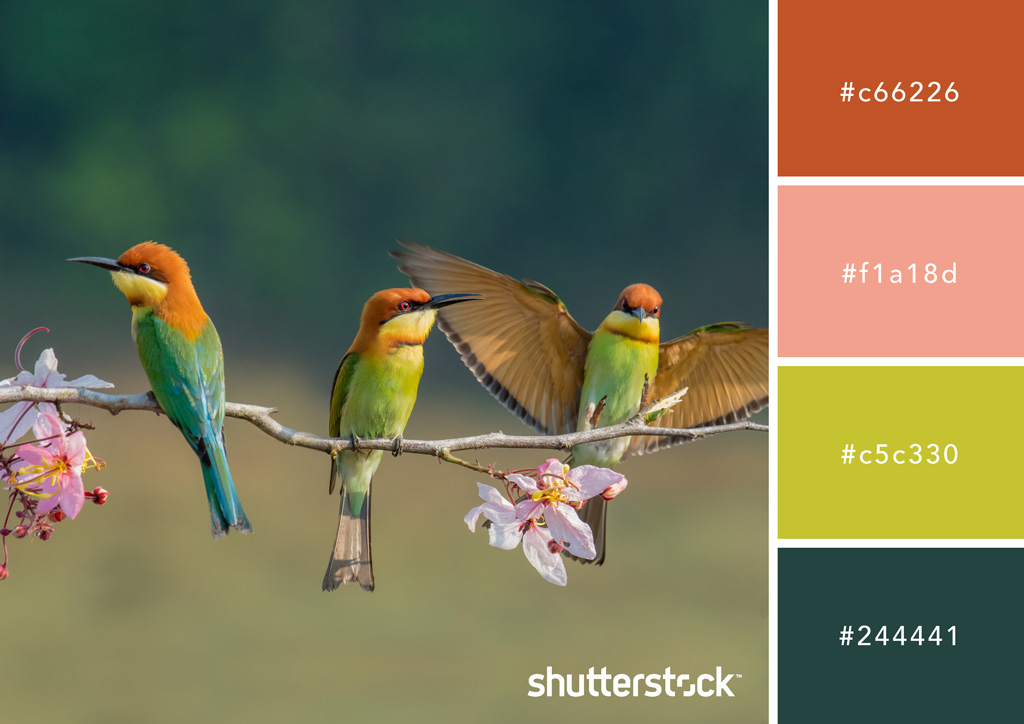 Cozy and Luxurious: Using Earth Colors in Your Designs — Bee Eater Buddies