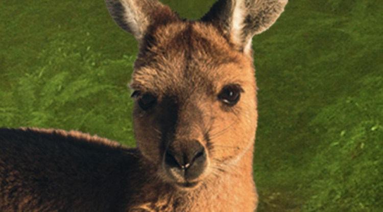 How to Smooth Edges in Photoshop After Making a Selection — Jungle Kangaroo