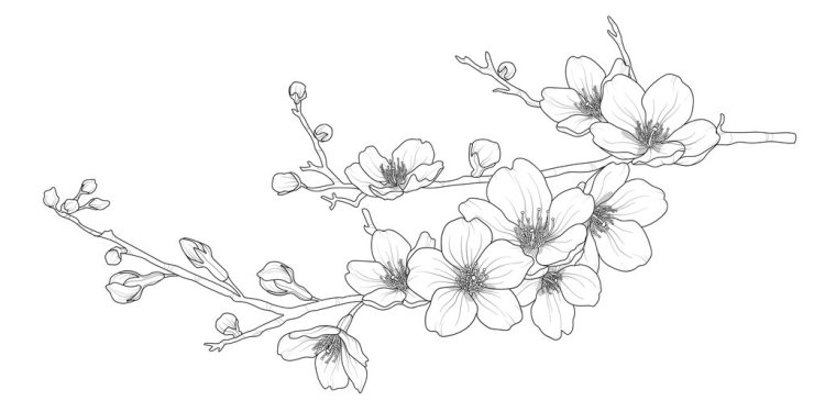 how to draw a realistic cherry blossom tree