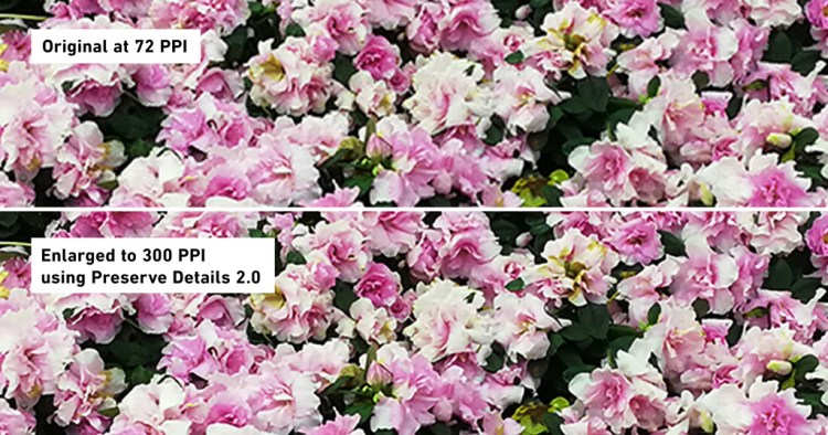 How to Resize an Image in Photoshop Without Losing Quality — Original Image Versus Enlarged Image