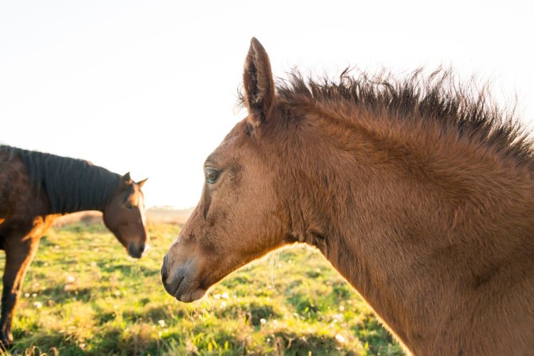 Breathtaking Photos of Semi-Feral New Forest Ponies by Andrew Lever — Following the Lifecycle of the Herd