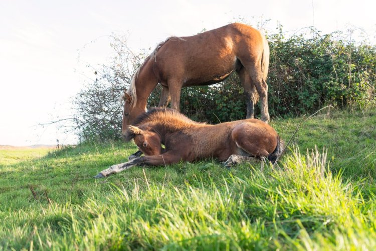 Breathtaking Photos of Semi-Feral New Forest Ponies by Andrew Lever — Patience Pays Off