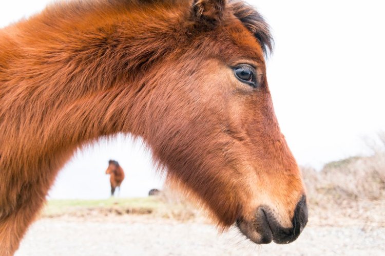 Breathtaking Photos of Semi-Feral New Forest Ponies by Andrew Lever — Building Trust