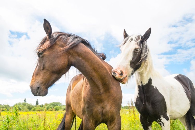 Breathtaking Photos of Semi-Feral New Forest Ponies by Andrew Lever — Horses are Deeply Social