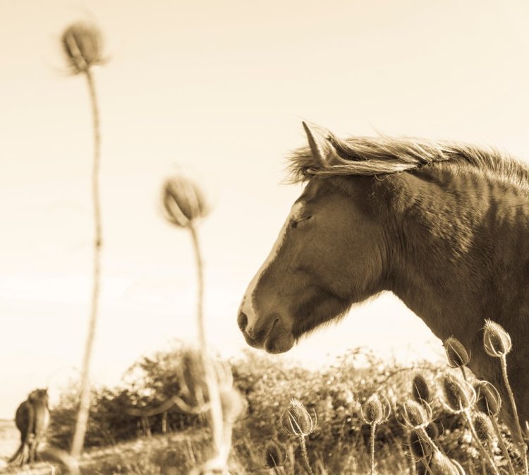 Breathtaking Photos of Semi-Feral New Forest Ponies by Andrew Lever — Watch for Something Special