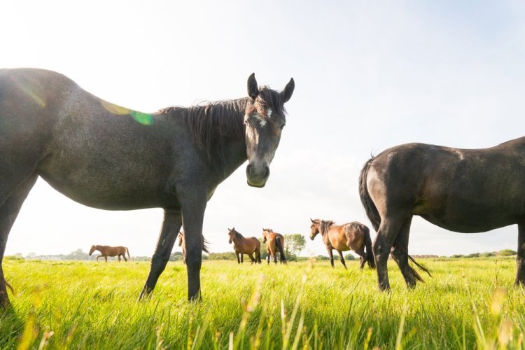 Breathtaking Photos of Semi-Feral New Forest Ponies by Andrew Lever — Move Slowly and Quietly