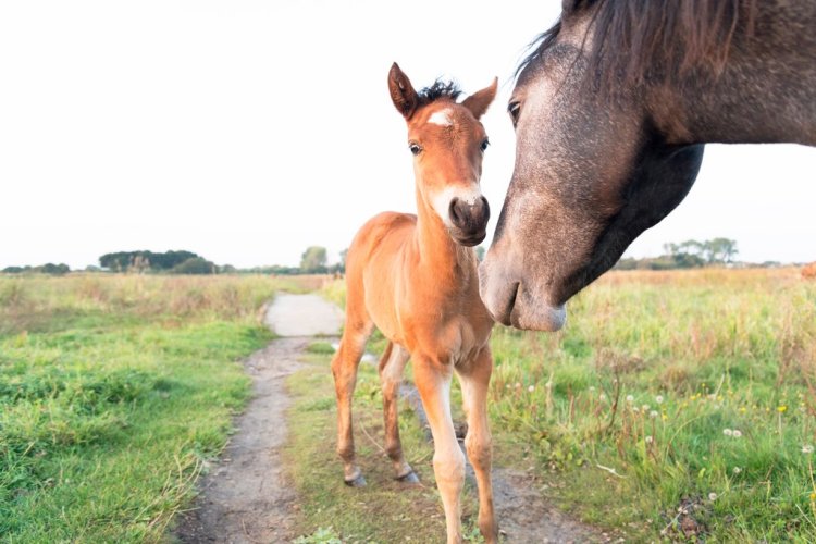 Breathtaking Photos of Semi-Feral New Forest Ponies by Andrew Lever — Get Close Without Making the Horse Uncomfortable