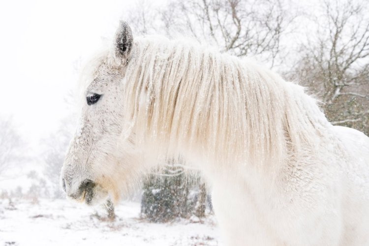 Breathtaking Photos of Semi-Feral New Forest Ponies by Andrew Lever — Making a Fairy Tale Come True