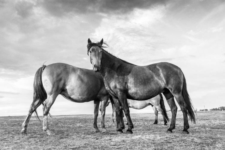 Breathtaking Photos of Semi-Feral New Forest Ponies by Andrew Lever — Ponies Owned by the New Forest Commoners