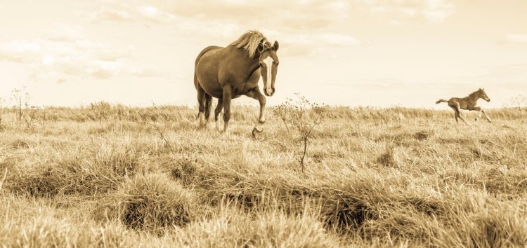 Breathtaking Photos of Semi-Feral New Forest Ponies by Andrew Lever — Capturing the Natural Beauty of a Semi-Feral Pony