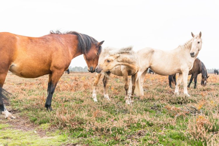 Breathtaking Photos of Semi-Feral New Forest Ponies by Andrew Lever — Strong Bonds Between Herd Members