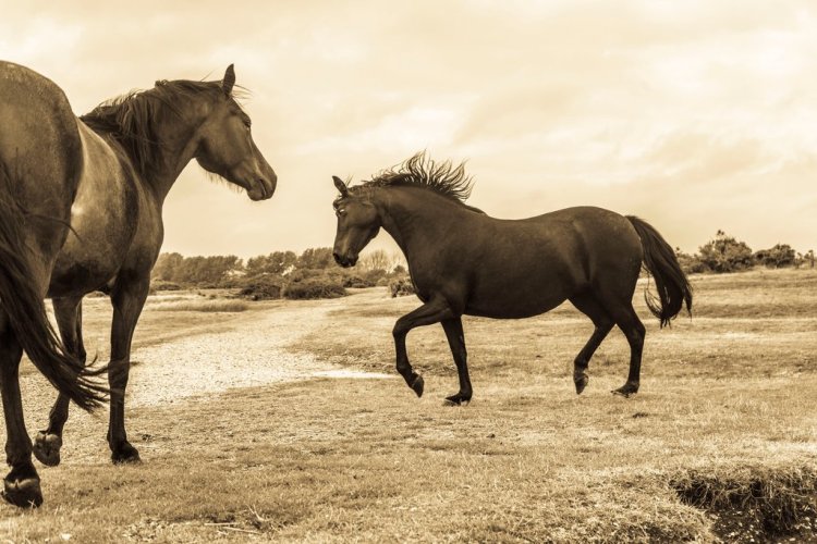 Breathtaking Photos of Semi-Feral New Forest Ponies by Andrew Lever — Wildlife Thriving in New Forest