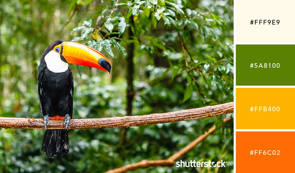 30 Refreshing Color Palette Ideas for Your Website — Amazonian Toucan