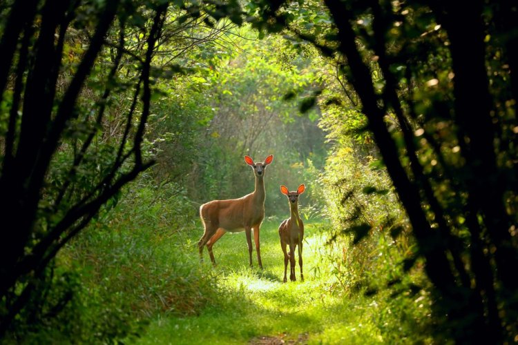amazing nature wildlife photography